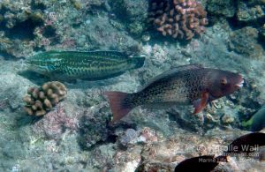 Yellowstripe or Blackstripe Coris, Female in Transition %26 Ember Parrotfish